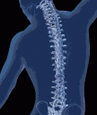 spine2.gif